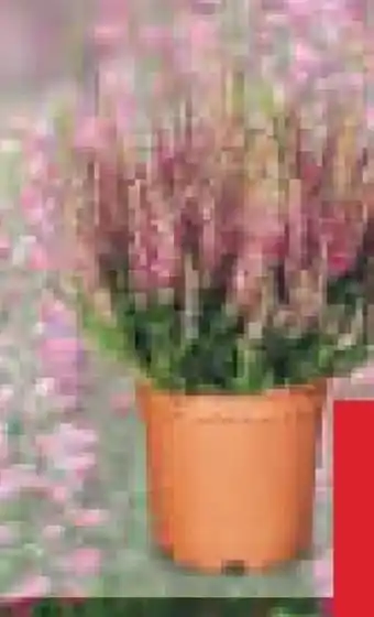 Netto Marken-Discount Besenheide Angebot
