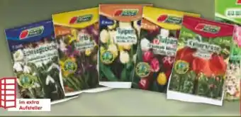 Netto Marken-Discount Blumenzwiebel Angebot