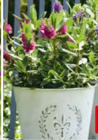Hagebau Strauchveronika Angebot