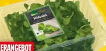 EDEKA Bandelt Bio Feldsalat Angebot