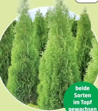 Thomas Philipps Thuja Brabant Angebot