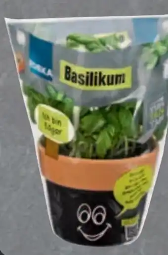 Edeka Basilikum Angebot