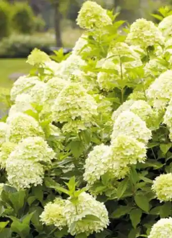 Pflanzen Kölle Rispenhortensie Limelight Angebot