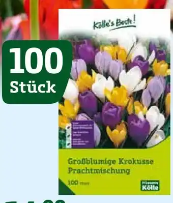Pflanzen Kölle Grossblumige Krokusse Prachtmischung Angebot