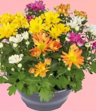 Pflanzen Kölle Chrysanthemen-Schale Angebot