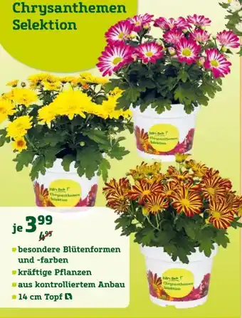 Pflanzen Kölle Chrysanthemen-Selektion Angebot