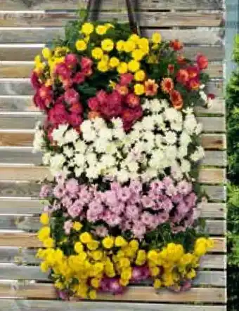 Pflanzen Kölle Chrysanthemen-Wandhänger Angebot