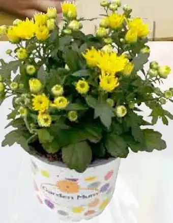 Pflanzen Kölle Chrysantheme Angebot