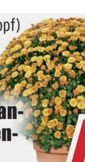 B1 Discount Baumarkt Chrysanthemenbusch Angebot