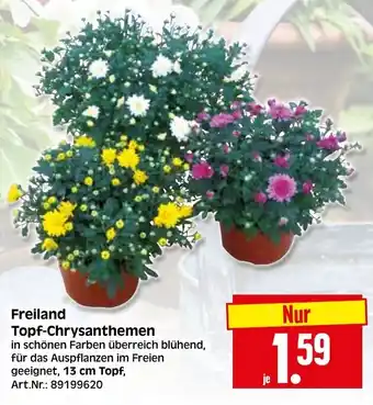 Herkules Baumarkt Freiland Topf-Chrysanthemen Angebot