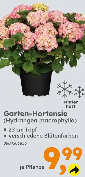 Globus Baumarkt Garten-Hortensie Angebot