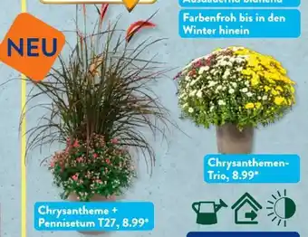 Aldi Süd Chrysanthemen Angebot