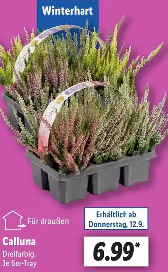 Lidl Calluna Angebot