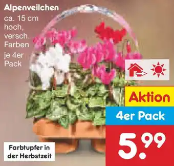 Netto Marken-Discount Alpenveilchen Angebot