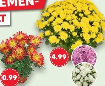 Kaufland Chrysanthemen Angebot