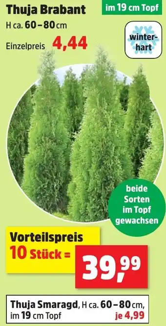 Thomas Philipps Thuja Brabant Angebot