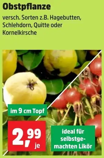 Thomas Philipps Obstpflanze Angebot