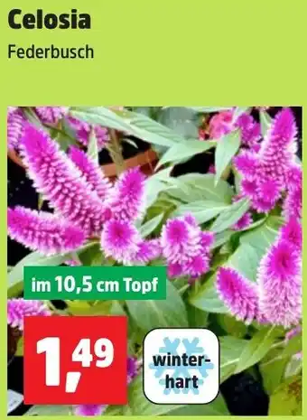 Thomas Philipps Celosia Angebot