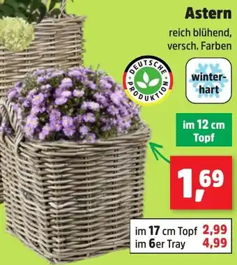 Thomas Philipps Astern Angebot