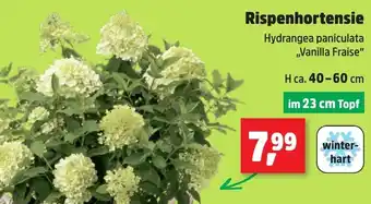 Thomas Philipps Rispenhortensie Angebot