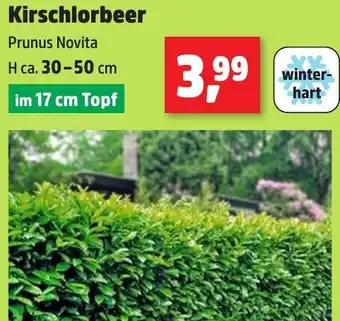 Thomas Philipps Kirschlorbeer Angebot