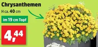 Thomas Philipps Chrysanthemen Angebot