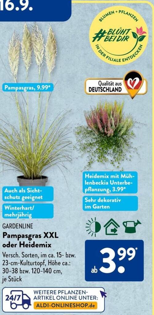 GARDENLINE Pampasgras XXL oder Heidemix Angebot bei Aldi Süd