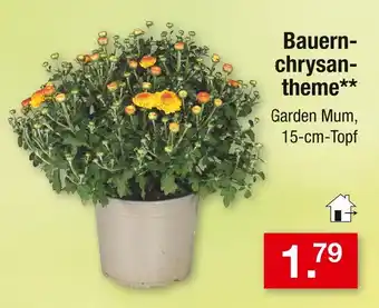 Zimmermann Bauernchrysantheme Angebot