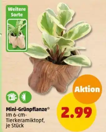PENNY Mini-Grünpflanze Angebot