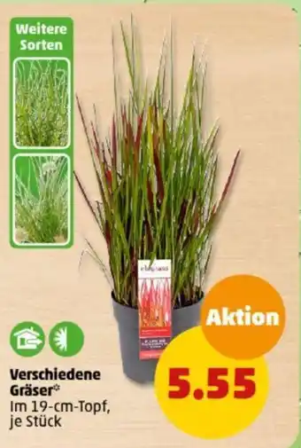 PENNY Verschiedene Gräser Angebot