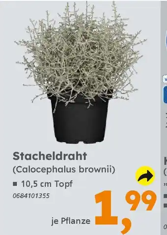 Globus Baumarkt Stacheldraht Angebot