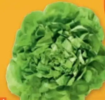 tegut Kopfsalat Angebot