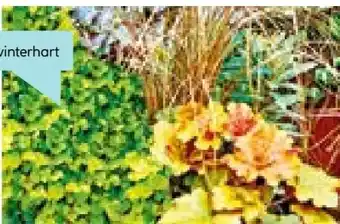 Hellweg Herbstzauber Angebot