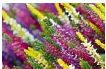 Hellweg Knospenheide Beauty Ladies Trio Angebot
