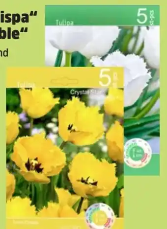 Thomas Philipps Tulpen Crispa Angebot