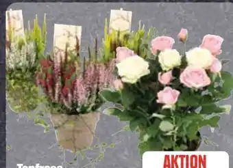Edeka Topfrosen Angebot