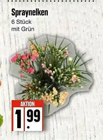 Edeka Frischemarkt Spraynelken Angebot