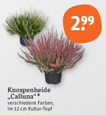 tegut Knospenheide „calluna“ Angebot