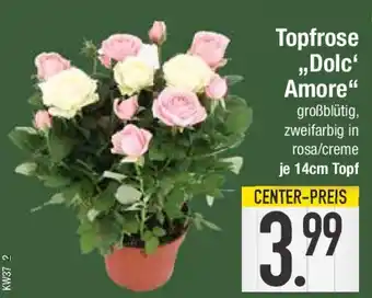 E-Center Topfrose ,,Dolc Amore Angebot