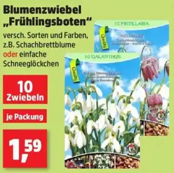 Thomas Philipps Blumenzwiebel ,,Frühlingsboten" Angebot