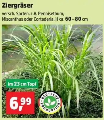 Thomas Philipps Ziergräser Angebot