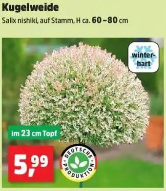 Thomas Philipps Kugelweide Angebot