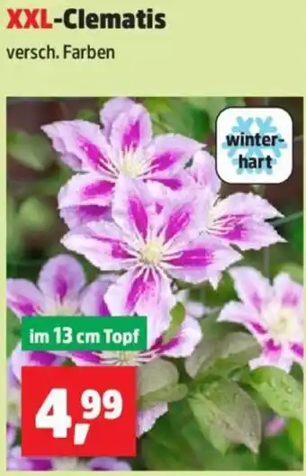 Thomas Philipps XXL-Clematis Angebot