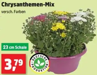 Thomas Philipps Chrysanthemen-Mix Angebot