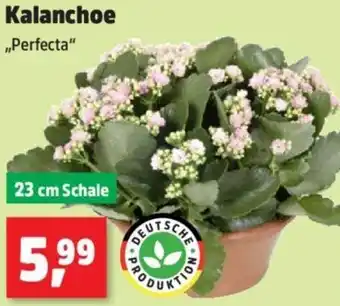 Thomas Philipps Kalanchoe Angebot
