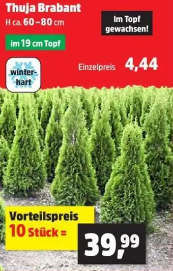 Thomas Philipps Thuja Brabant Angebot