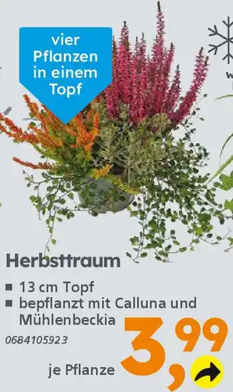 Globus Baumarkt Herbsttraum Angebot