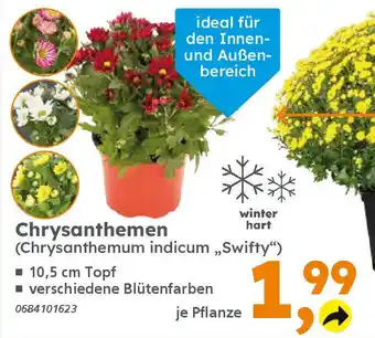 Globus Baumarkt Chrysanthemen (Chrysanthemum indicum „Swifty") Angebot