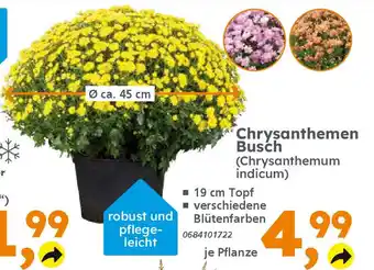 Globus Baumarkt Chrysanthemen Busch (Chrysanthemum indicum) Angebot