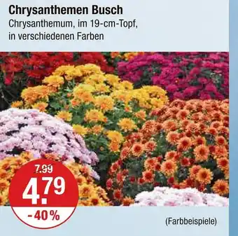 V Markt Chrysanthemen busch Angebot